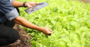 Agrovermi organic fertilizer plant growth