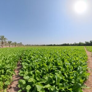 Farms in UAE agrovermi