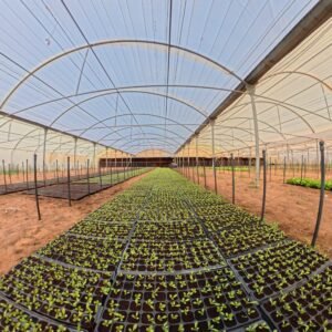 growing plants stage agrovermi vermicomposting