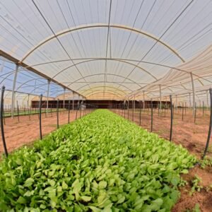 Fresh and organic growth using vermicompost