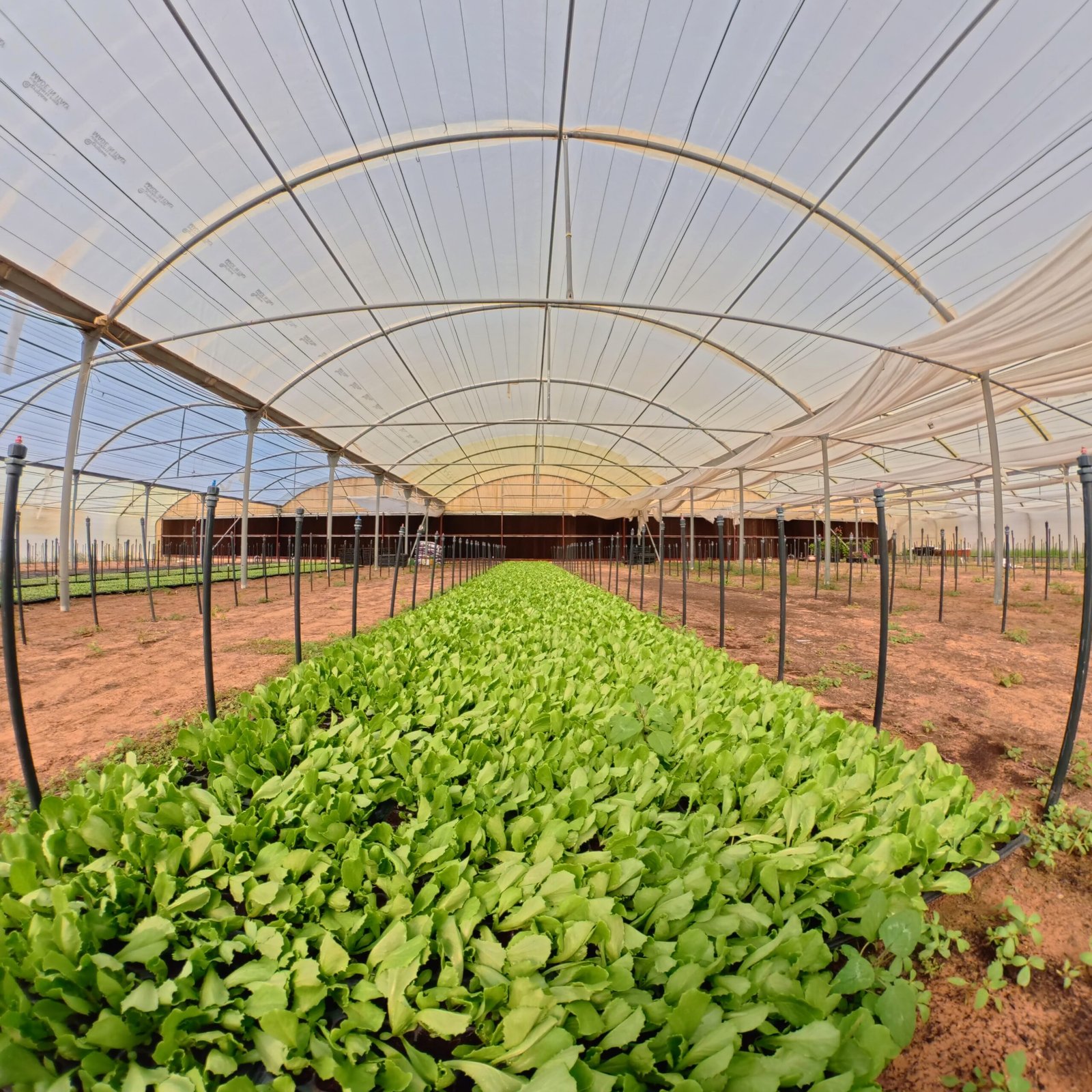 Fresh and organic growth using vermicompost