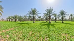 Date farm in UAE Agrovermi Organic