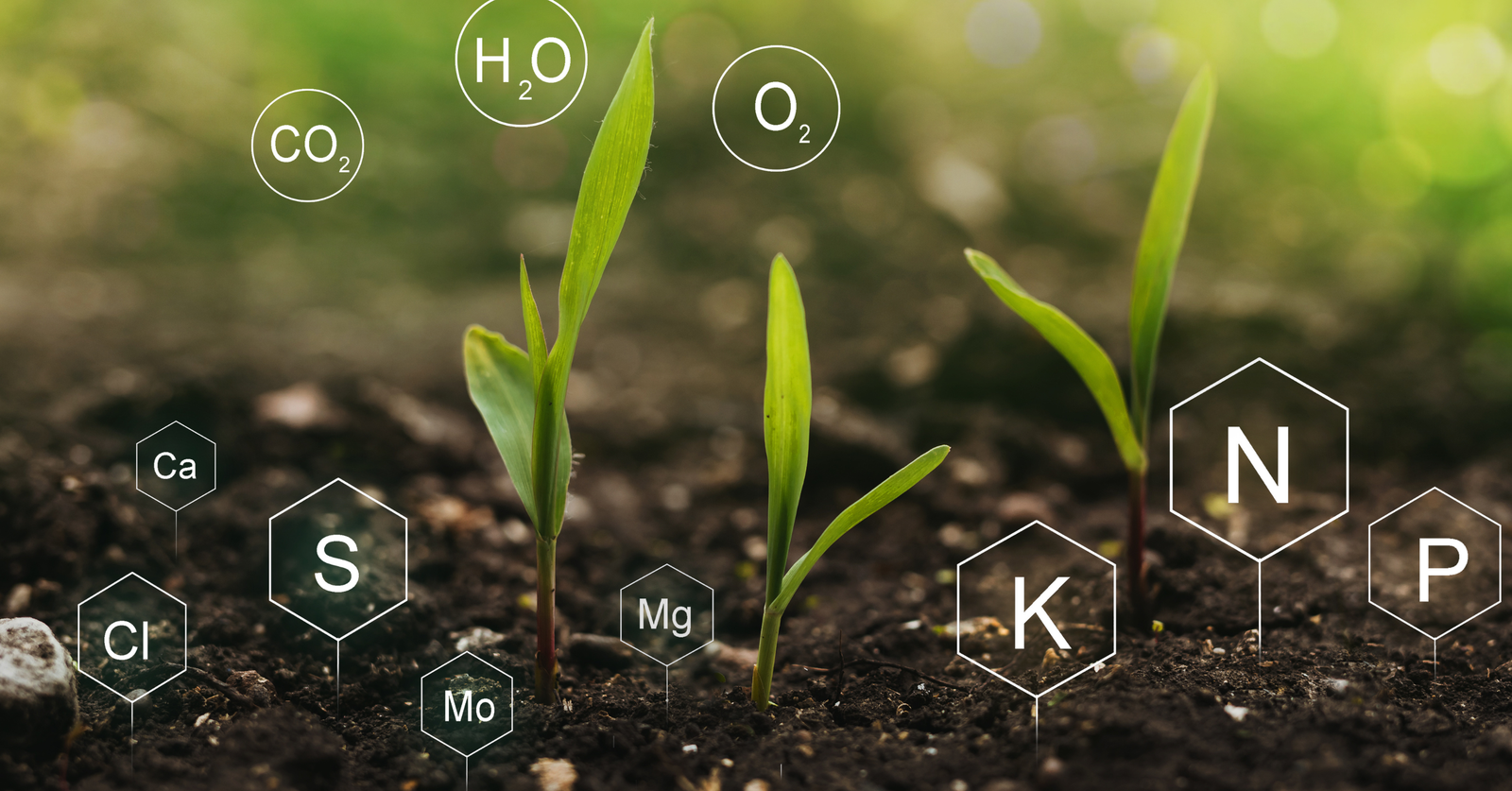 Organic fertilizer - Organic compost