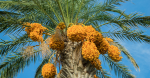 dates in uae vermicompost uae agrovermi