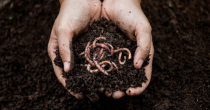 earthworm compost agrovermi organic fertilizer uae