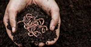earthworm compost agrovermi uae