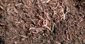 earthworm composting uae agrovermi uae
