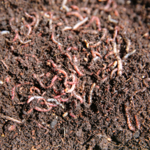 earthworm composting uae agrovermi uae
